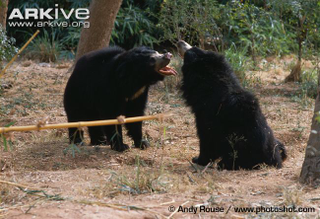 Illustration for article titled Thursidae - Melursus ursinus Edition